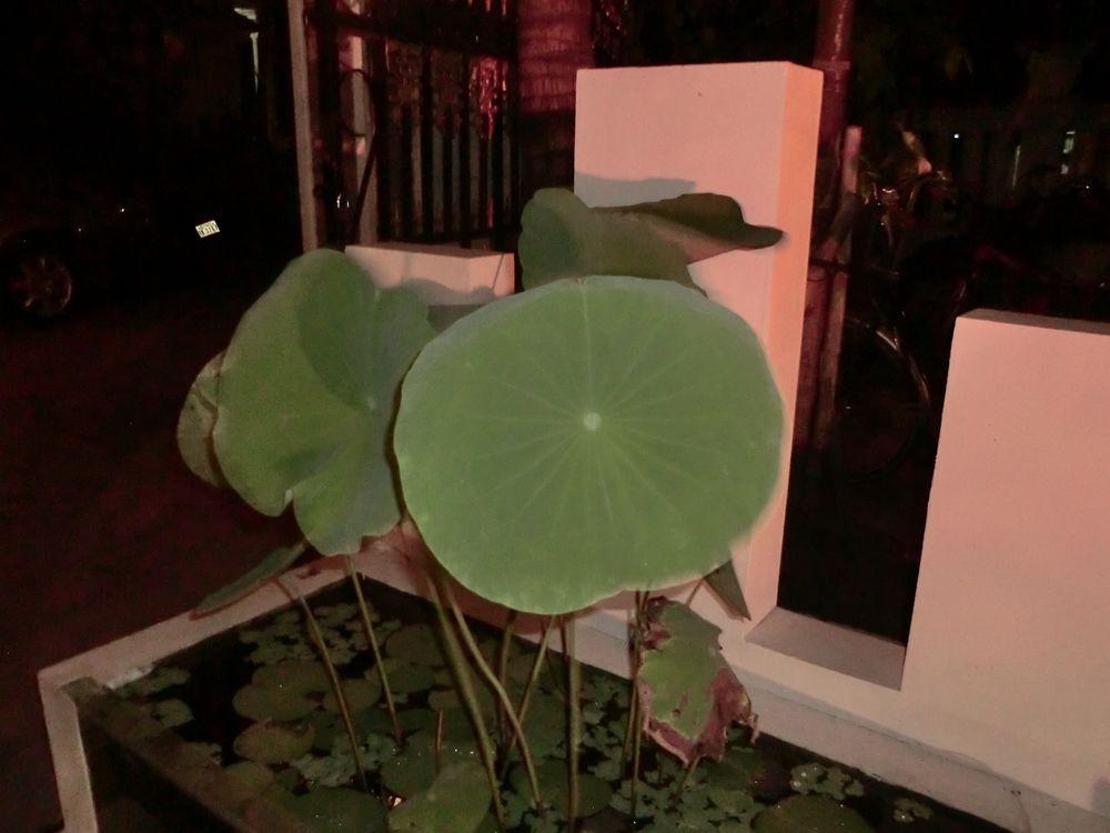 Eocambo Villa Siem Reap Dış mekan fotoğraf