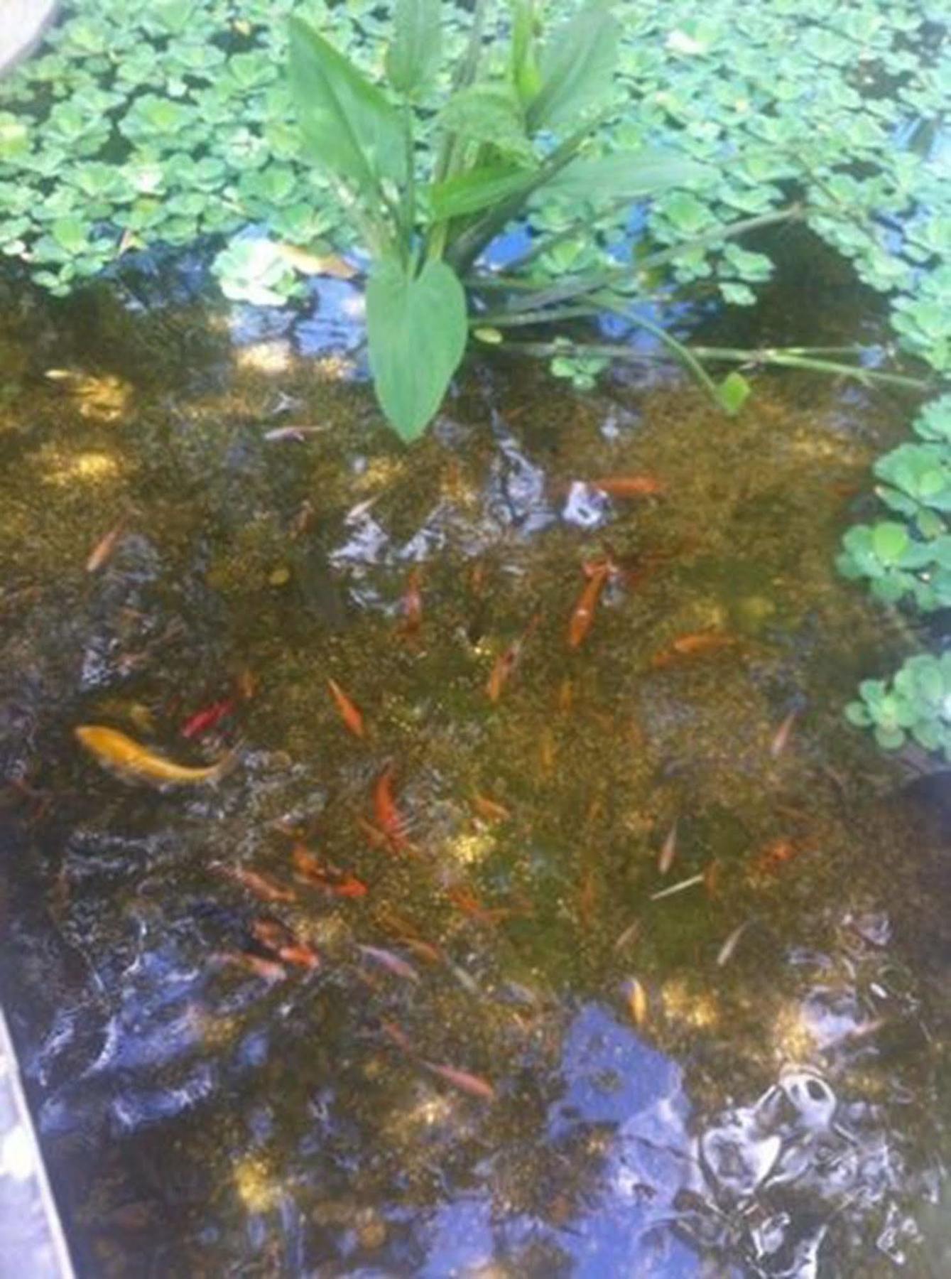 Eocambo Villa Siem Reap Dış mekan fotoğraf